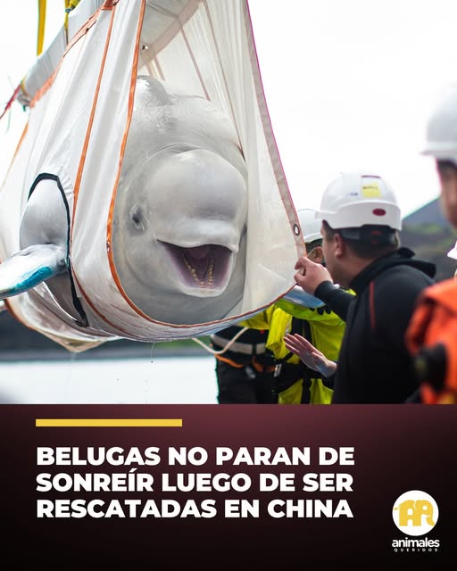 Ballenas beluga no paran de sonreír luego de ser rescatadas en China