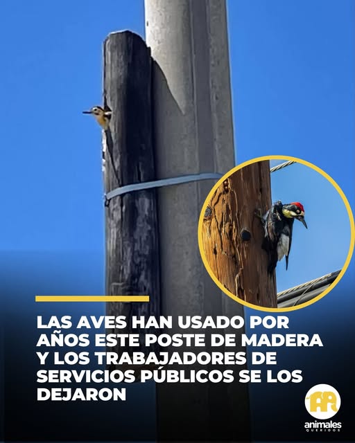 Las aves han usado por años este poste de madera que los trabajadores de servicios públicos dejaron