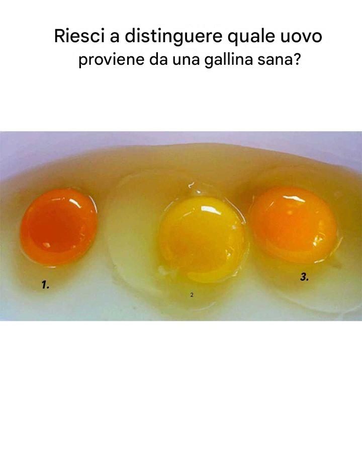 Il colore del tuorlo dipende dalla colomba che esce dall’uovo