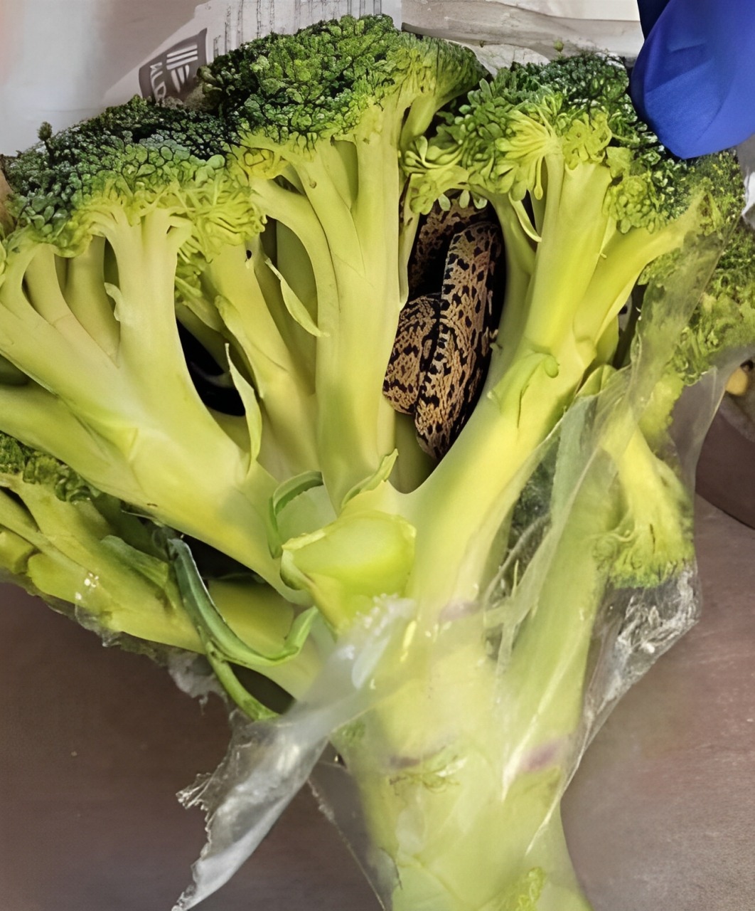 Una sorpresa in una confezione di broccoli dell’Aldi: un’avventura culinaria che cambia tutto