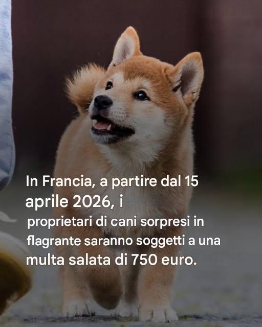 In Francia, a partire dal 15 aprile 2026, i proprietari di cani sorpresi in flagrante saranno soggetti a una multa salata di 750 euro.
