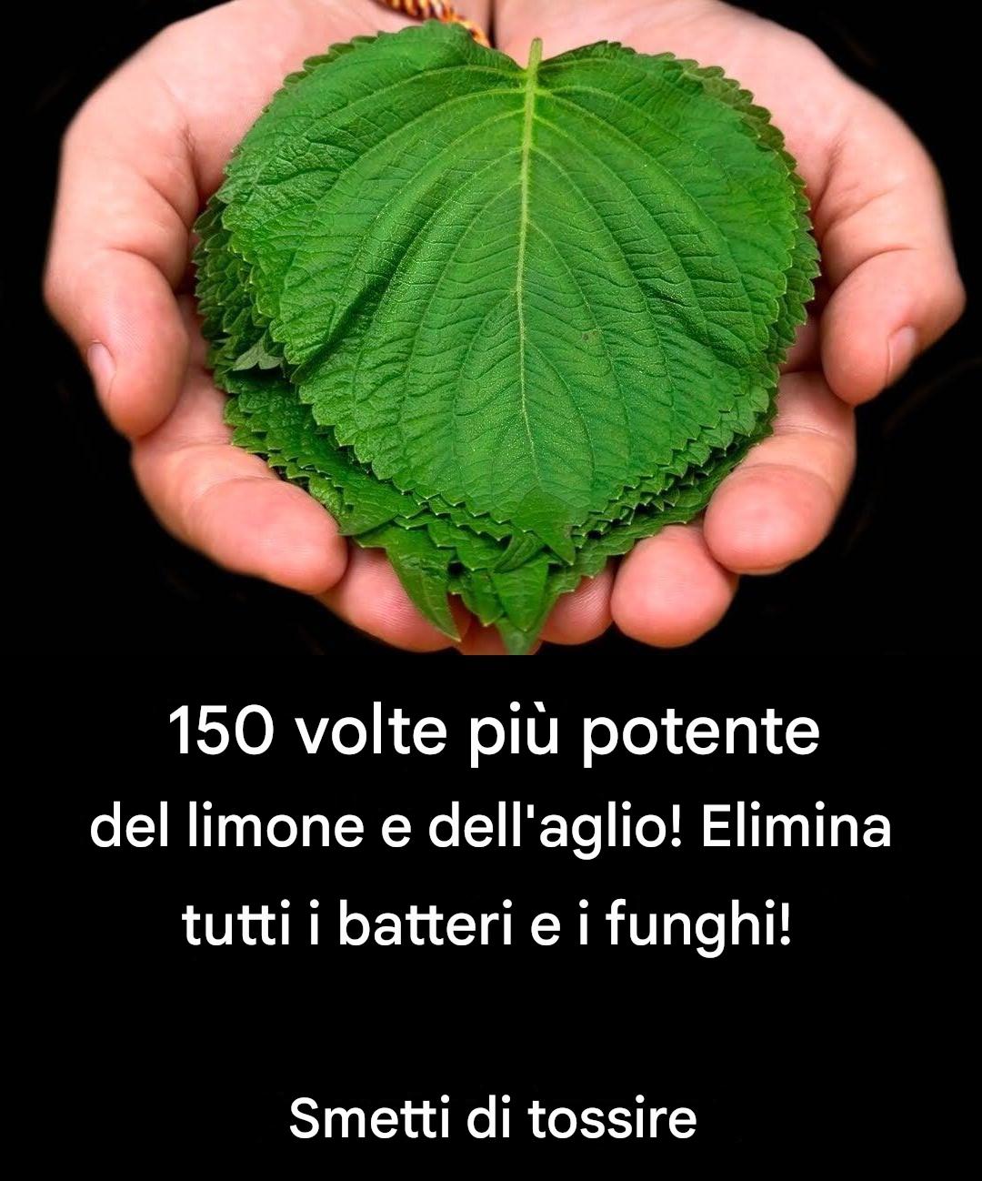150 volte più potente del limone e dell’aglio! Elimina tutti i batteri e i funghi! Sopprime la tosse.