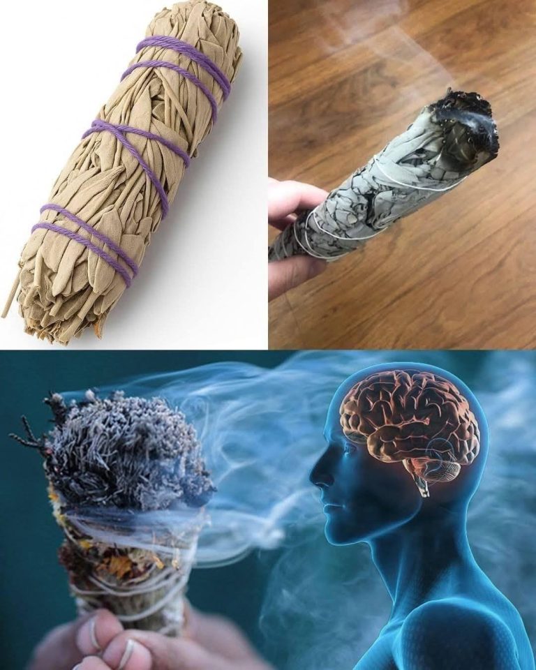Salvia ardente: cos’è, come prepararla e perché può esserti d’aiuto