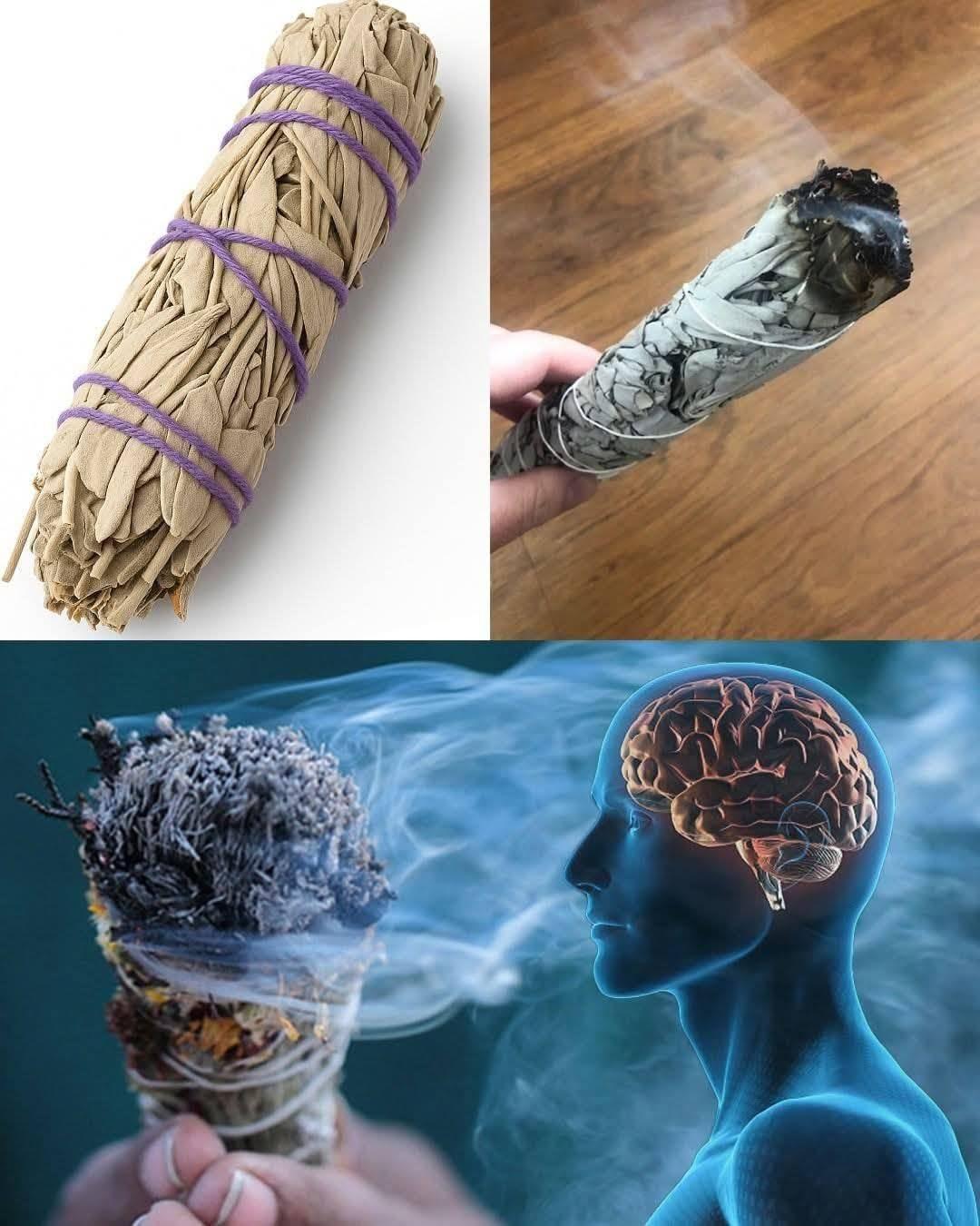 Salvia ardente: cos’è, come prepararla e perché può esserti d’aiuto