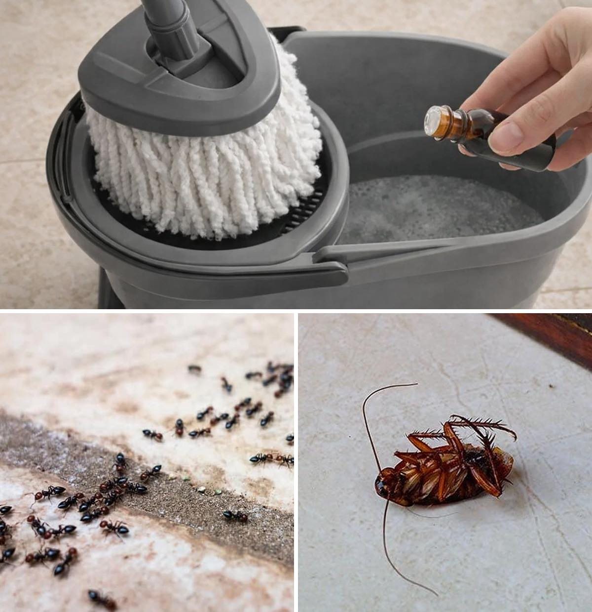 Pulisci il pavimento con questi oli essenziali per tenere lontane formiche e scarafaggi per sempre.