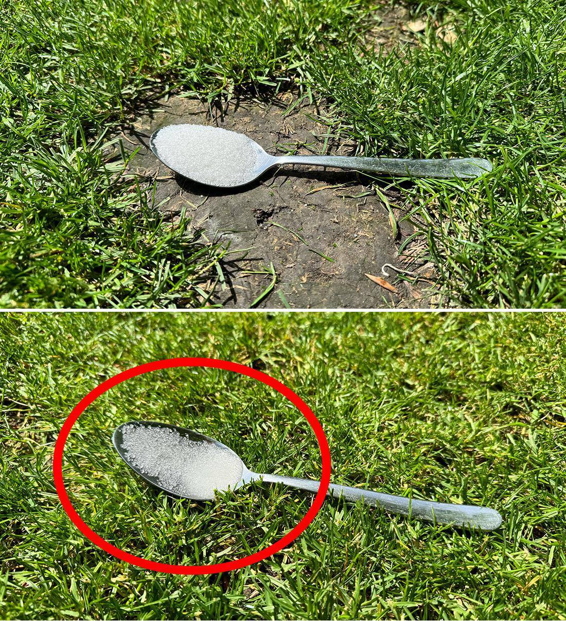 Arricchisci l’ecosistema del tuo giardino con un cucchiaio di zucchero