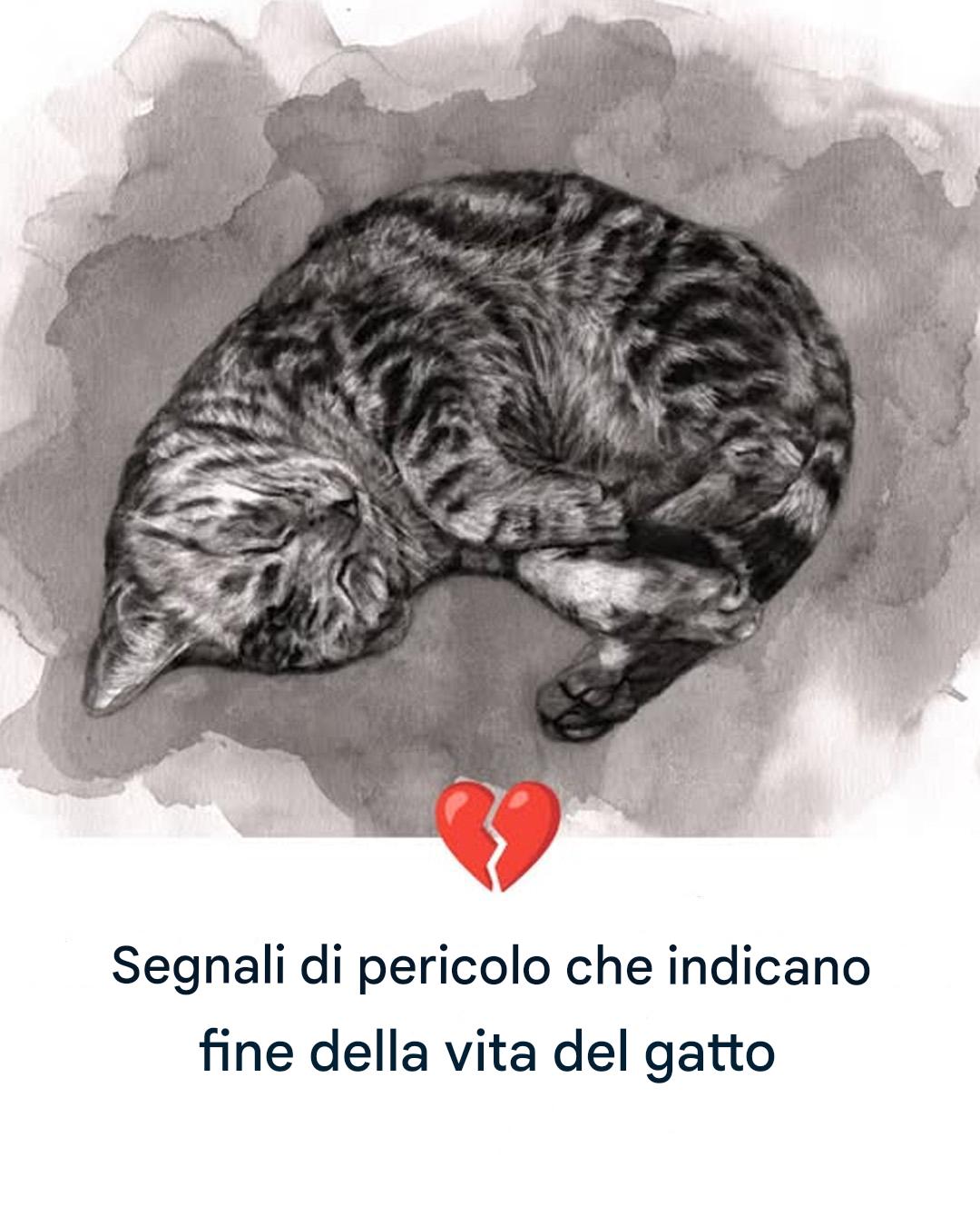 11 segnali che indicano che il tuo gatto sta per morire